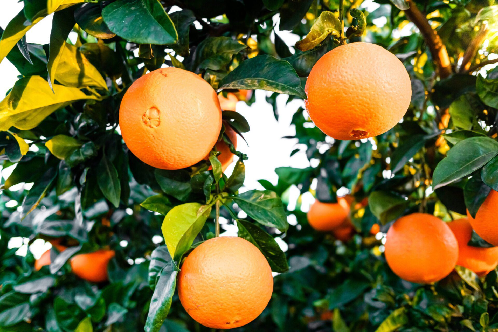 Naranjas colgadas del arbol Naranjas colgadas del arbol