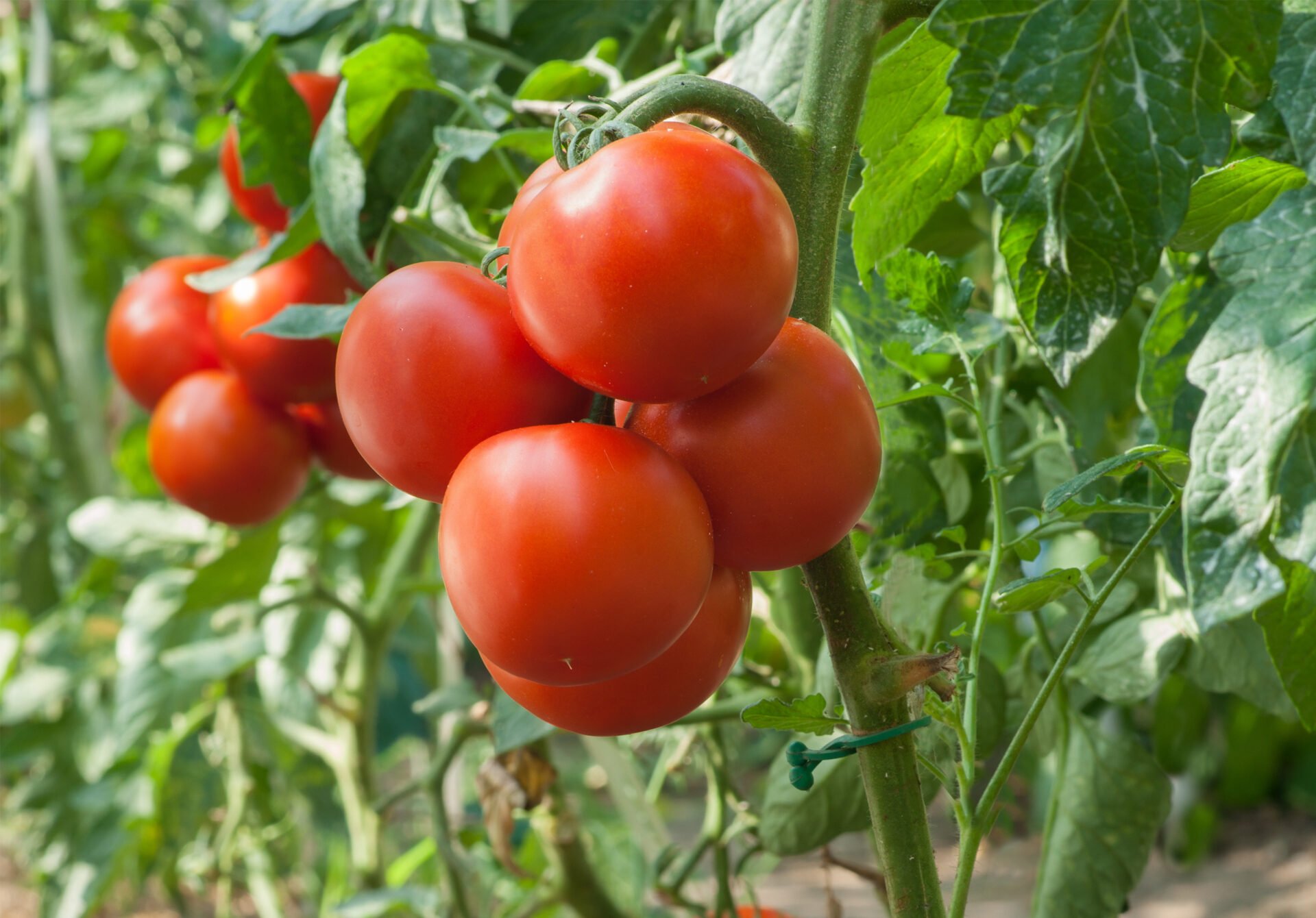 Tomate en rama